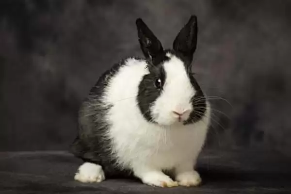 了解养兔所需条件的方法和重点?了解养兔所需条件要做好哪些细节?插图4 了解养兔所需条件的方法和重点?了解养兔所需条件要做好哪些细节?插图4