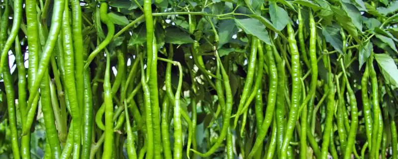 线椒种植的方法和要点？种植线椒要掌握哪些关键技术步骤？-会东网