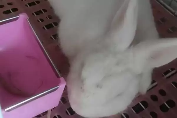 让兔子乖乖回笼的好办法?让兔子回笼要注意哪些要点?插图2 让兔子乖乖回笼的好办法?让兔子回笼要注意哪些要点?插图2