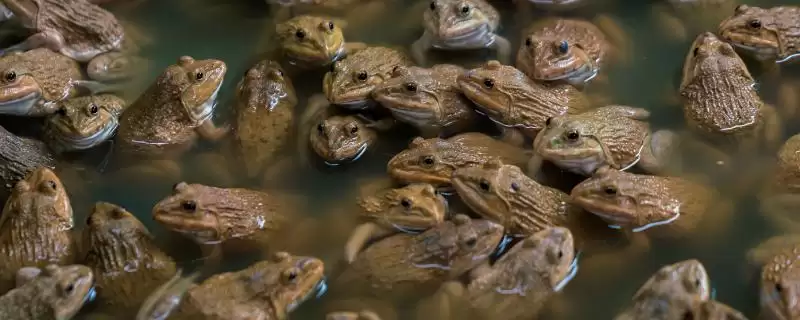 石蛙苗的养殖方法？养殖石蛙苗要掌握哪些关键的饲养管理方法？-会东网