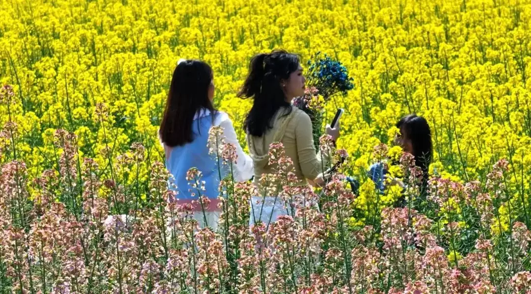 “陌上姜州·花漾田园” 会东县春耕文化系列活动启幕插图3 “陌上姜州·花漾田园” 会东县春耕文化系列活动启幕插图3