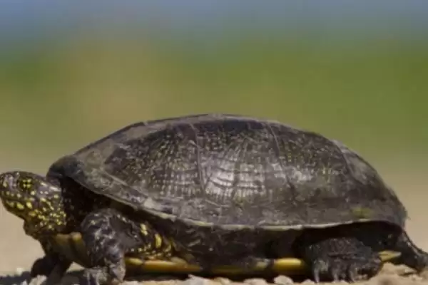 乌龟的适温?了解乌龟适宜温度要知晓哪些乌龟生理和生长习性要点?插图3 乌龟的适温?了解乌龟适宜温度要知晓哪些乌龟生理和生长习性要点?插图3