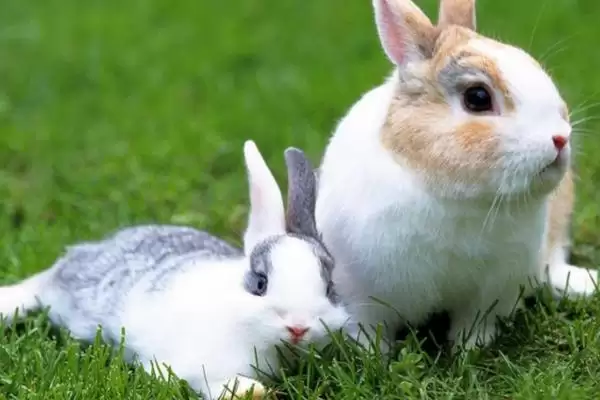 兔子的养殖品种?认识兔子养殖品种要了解哪些关键的品种分类和特性要点?插图11 兔子的养殖品种?认识兔子养殖品种要了解哪些关键的品种分类和特性要点?插图11