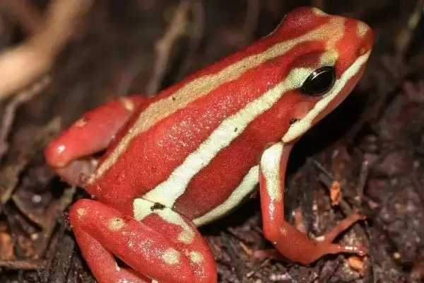 什么是幽灵箭毒蛙?了解幽灵箭毒蛙要知晓哪些关键的生物特性和毒性?插图1 什么是幽灵箭毒蛙?了解幽灵箭毒蛙要知晓哪些关键的生物特性和毒性?插图1