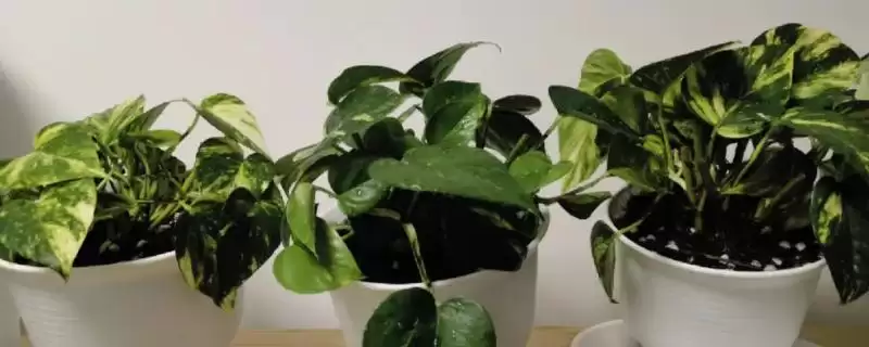 绿萝僵苗有哪些症状表现 ,绿萝僵苗会出现什么情况-会东网