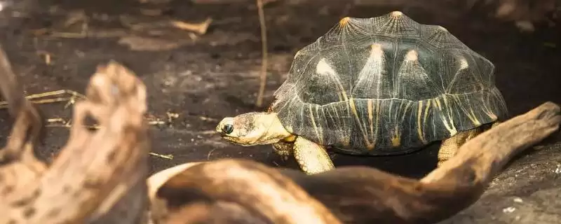 乌龟冬眠放水还是放沙子？判断乌龟冬眠介质选择要考虑哪些乌龟习性和环境因素？-会东网