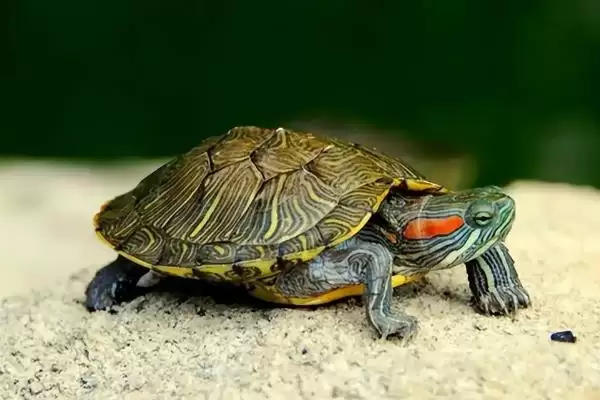 乌龟冬眠放水还是放沙子?判断乌龟冬眠介质选择要考虑哪些乌龟习性和环境因素?插图1 乌龟冬眠放水还是放沙子?判断乌龟冬眠介质选择要考虑哪些乌龟习性和环境因素?插图1