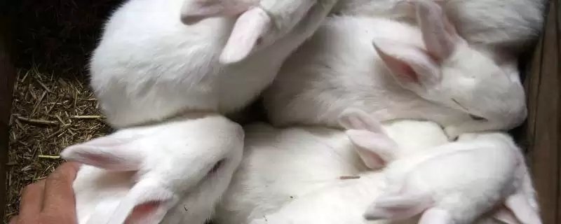 兔子的寿命？了解兔子寿命要考虑哪些兔子品种、饲养和环境影响因素？-会东网