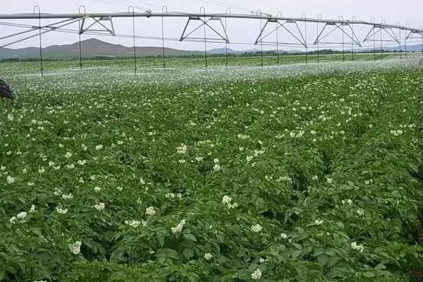 土豆何时需要控旺?确定土豆控旺时机要考虑哪些生长周期和环境因素?插图3 土豆何时需要控旺?确定土豆控旺时机要考虑哪些生长周期和环境因素?插图3