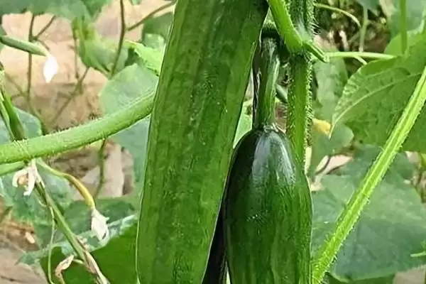 六月蔬菜种植宝典：黄瓜、辣椒、豇豆的高产秘籍插图4