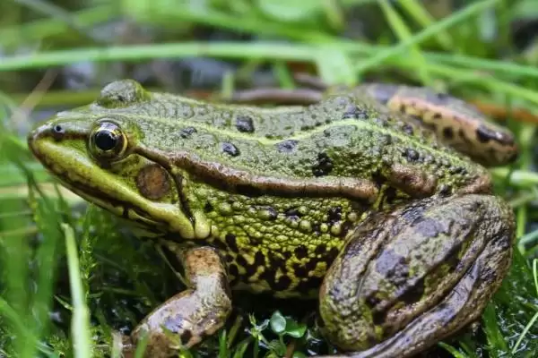 青蛙的脚指头奥秘:十八个指头的生理结构作用插图1 青蛙的脚指头奥秘:十八个指头的生理结构作用插图1