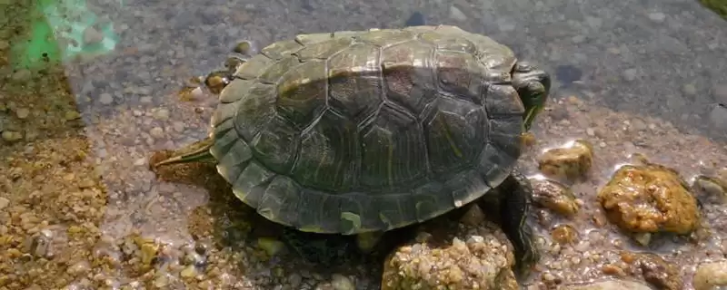 乌龟虚弱不进食的解决方法和要点?解决乌龟不进食需注意什么?-会东网