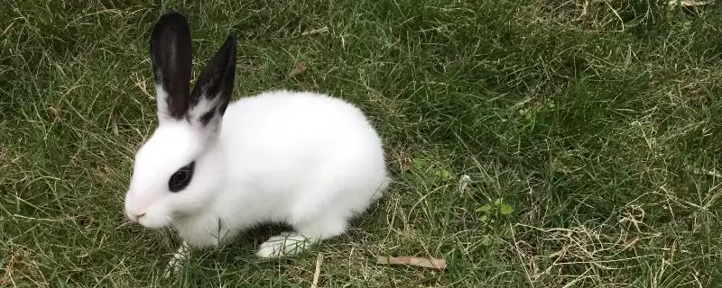 养殖熊猫兔的方法和重点？养殖熊猫兔要做好哪些细节？-会东网