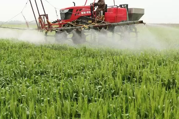 小麦叶锈病病因的要点和解读？了解小麦叶锈病需关注哪些关键信息？插图3