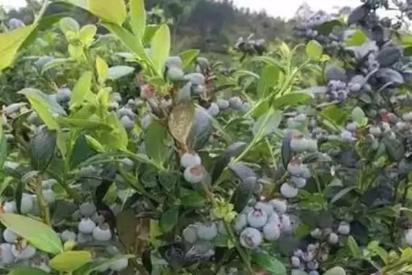 种植蓝莓的土壤配方和要点?种植蓝莓配土需掌握哪些关键?插图1 种植蓝莓的土壤配方和要点?种植蓝莓配土需掌握哪些关键?插图1