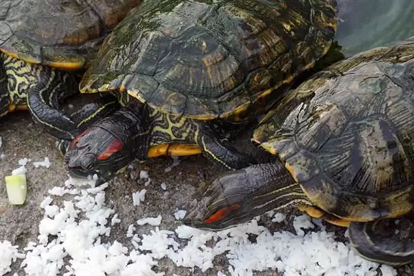 乌龟不吃东西如何处理?解决乌龟不吃东西问题要采取哪些有效措施和方法?插图6 乌龟不吃东西如何处理?解决乌龟不吃东西问题要采取哪些有效措施和方法?插图6