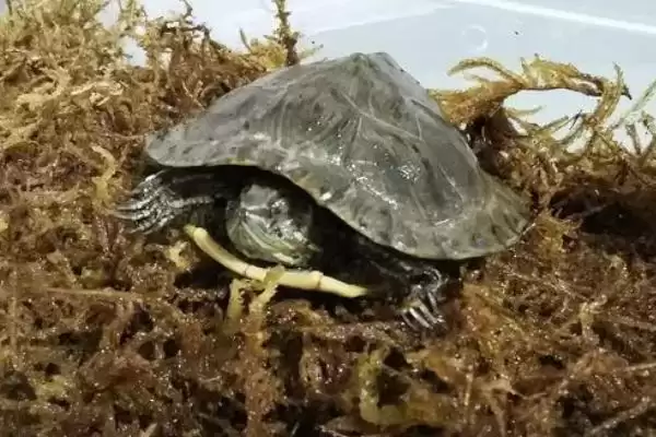 乌龟死亡表现的种类和要点？判断乌龟死亡需关注哪些关键信息？插图1