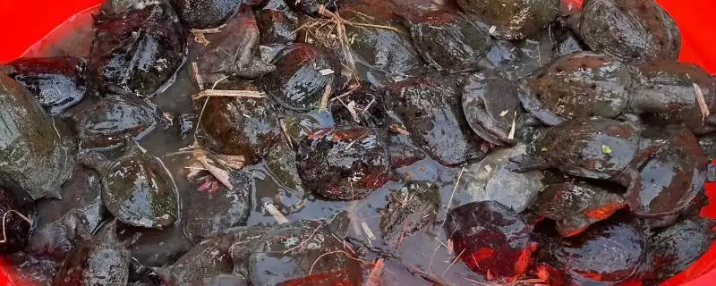 乌鳖是什么？认识乌鳖要了解哪些关键的生物分类、形态和习性要点？-会东网