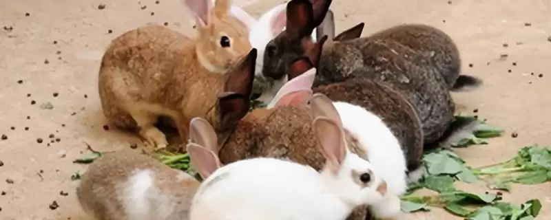 了解养兔所需条件的方法和重点？了解养兔所需条件要做好哪些细节？-会东网
