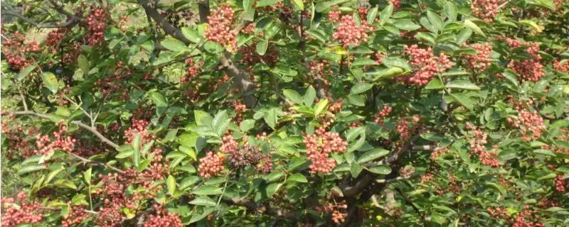 认识岩椒这种植物的方法和重点?认识岩椒这种植物要做好哪些细节?-会东网
