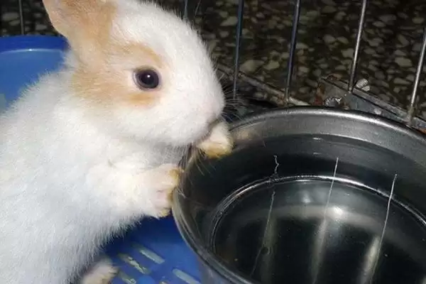 养殖兔子的方法和重点?养殖兔子要做好哪些细节?插图4 养殖兔子的方法和重点?养殖兔子要做好哪些细节?插图4