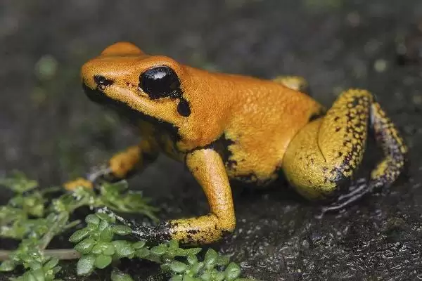 什么是幽灵箭毒蛙?了解幽灵箭毒蛙要知晓哪些关键的生物特性和毒性?插图4 什么是幽灵箭毒蛙?了解幽灵箭毒蛙要知晓哪些关键的生物特性和毒性?插图4