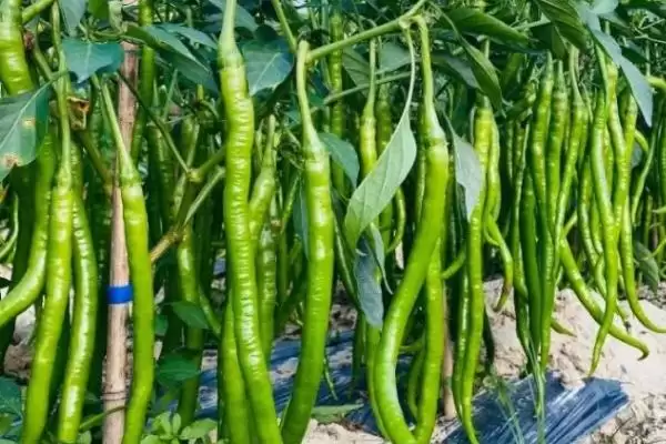 线椒播种的方法和要点?播种线椒需掌握哪些关键技术环节?插图3 线椒播种的方法和要点?播种线椒需掌握哪些关键技术环节?插图3