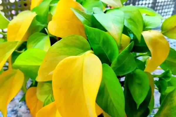 让绿萝的叶子变得又大又绿的方法?养护绿萝使叶子变大变绿要掌握哪些养护要点?插图6 让绿萝的叶子变得又大又绿的方法?养护绿萝使叶子变大变绿要掌握哪些养护要点?插图6