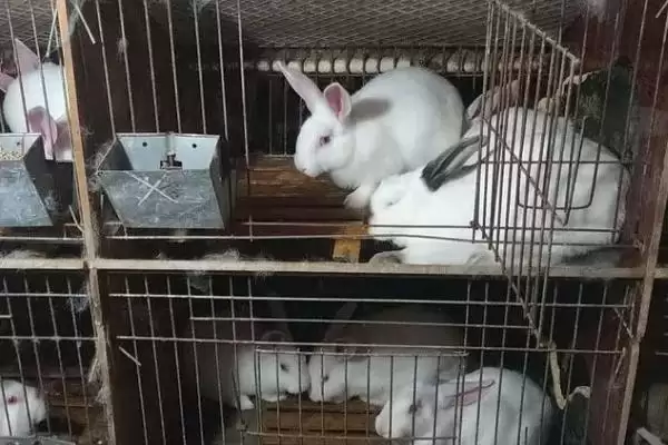 农村兔子养殖要点：注意养殖密度的科学管理插图2