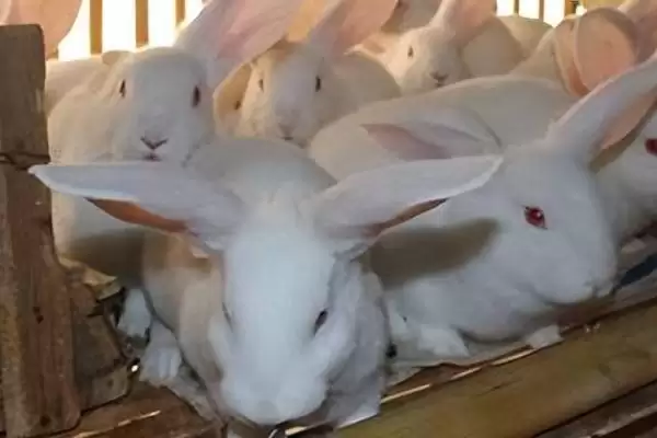 兔子耳螨怎么处理？处理兔子耳螨要掌握哪些有效的防治方法和操作要点？插图1