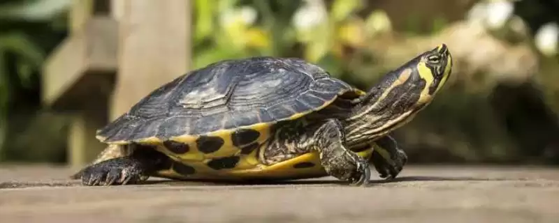 乌龟能否一直泡在水里的要点和判断？判断乌龟泡水情况需注意什么？-会东网