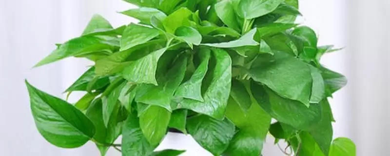 让绿萝旺盛生长的方法？养护绿萝促旺盛生长要掌握哪些光照、水分和施肥要点？-会东网