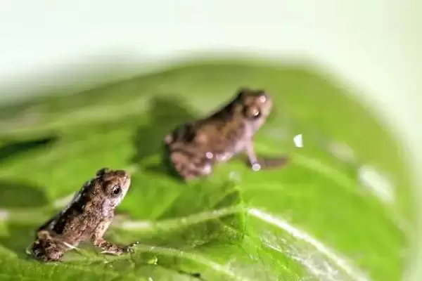 蝌蚪变青蛙的时间 ,蝌蚪变成青蛙一般需要多久呢?插图2 蝌蚪变青蛙的时间 ,蝌蚪变成青蛙一般需要多久呢?插图2