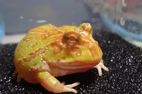 角蛙的饲养方法 ,饲养角蛙需要注意哪些方面插图4