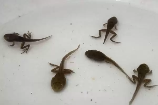 蝌蚪变青蛙的时间 ,蝌蚪变成青蛙一般需要多久呢?插图1 蝌蚪变青蛙的时间 ,蝌蚪变成青蛙一般需要多久呢?插图1