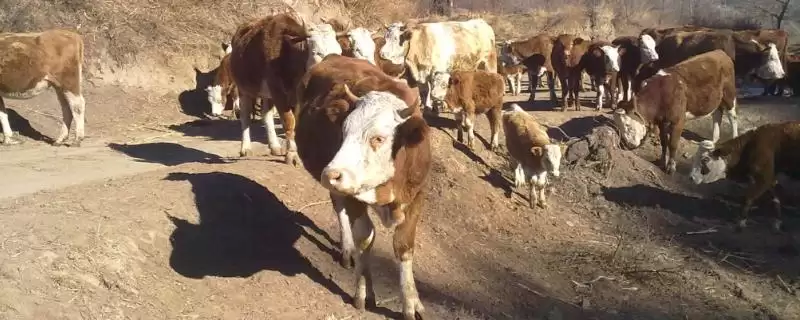 买牛有哪些注意事项 ,掌握哪些要点买牛不花冤枉钱-会东网
