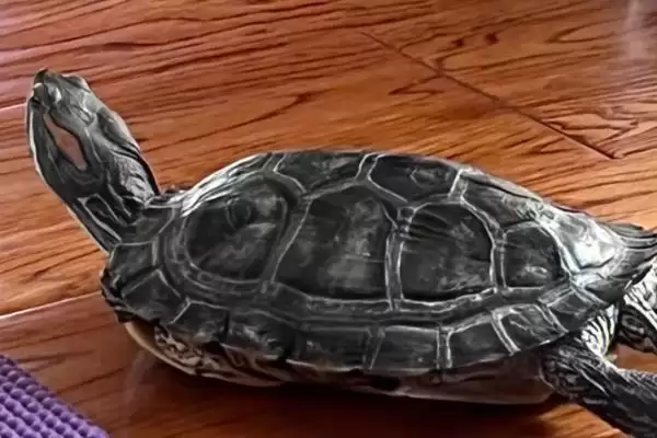 乌龟虚弱不进食的解决方法和要点?解决乌龟不进食需注意什么?插图1 乌龟虚弱不进食的解决方法和要点?解决乌龟不进食需注意什么?插图1