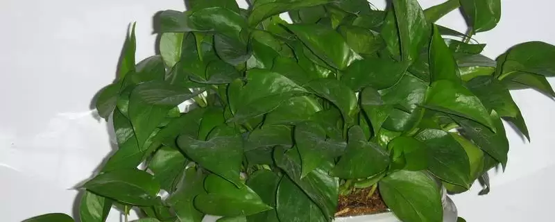 绿萝可以用啤酒浇灌吗 ,绿萝用啤酒浇灌要注意什么-会东网