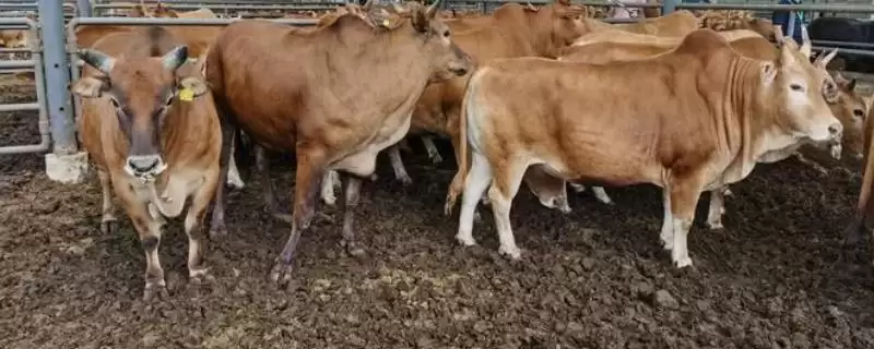 了解云南高峰牛价格的方法和重点?了解云南高峰牛价格要做好哪些细节?插图 了解云南高峰牛价格的方法和重点?了解云南高峰牛价格要做好哪些细节?插图