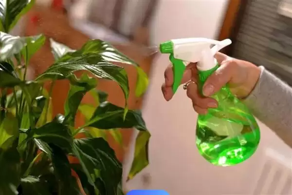 养绿萝的方法和重点？养绿萝要做好哪些细节？插图3