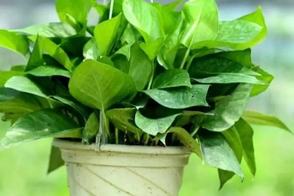 绿萝的种植方法有哪些 ,绿萝种植选什么土壤好插图2