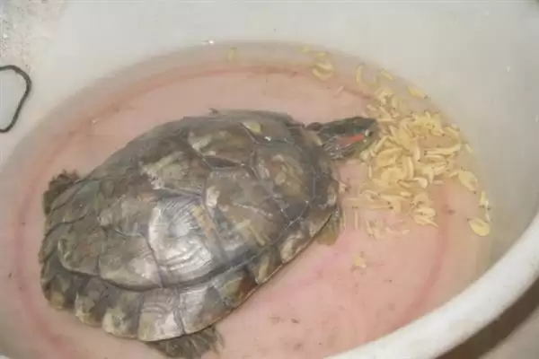 乌龟不吃东西如何处理?解决乌龟不吃东西问题要采取哪些有效措施和方法?插图3 乌龟不吃东西如何处理?解决乌龟不吃东西问题要采取哪些有效措施和方法?插图3
