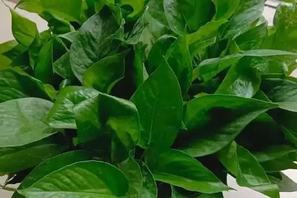 绿萝可以用啤酒浇灌吗 ,绿萝用啤酒浇灌要注意什么插图1 绿萝可以用啤酒浇灌吗 ,绿萝用啤酒浇灌要注意什么插图1