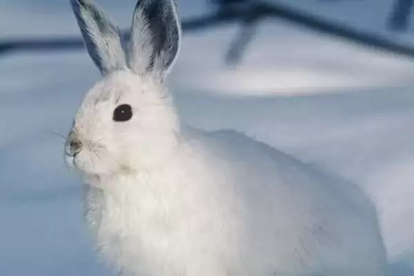 兔子密螺旋体病病因?探究兔子密螺旋体病病因要了解哪些疾病传播和感染要点?插图1 兔子密螺旋体病病因?探究兔子密螺旋体病病因要了解哪些疾病传播和感染要点?插图1