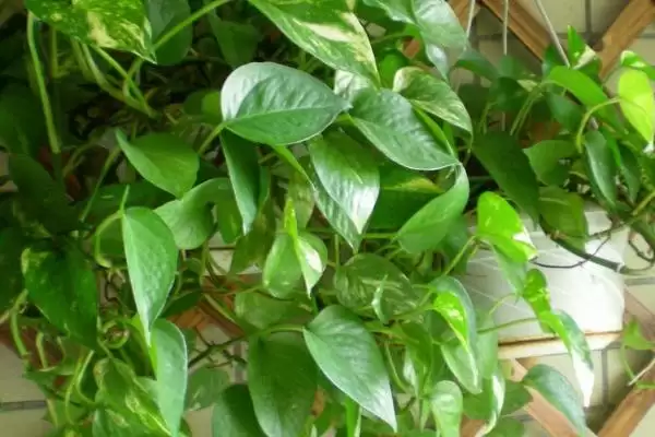 绿萝的种植方法有哪些 ,绿萝种植选什么土壤好插图3