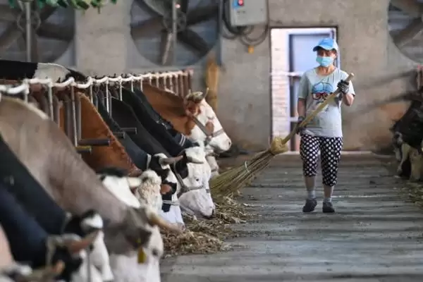 建造简易牛棚的方法 ,怎样建造简易的牛棚呢插图4 建造简易牛棚的方法 ,怎样建造简易的牛棚呢插图4