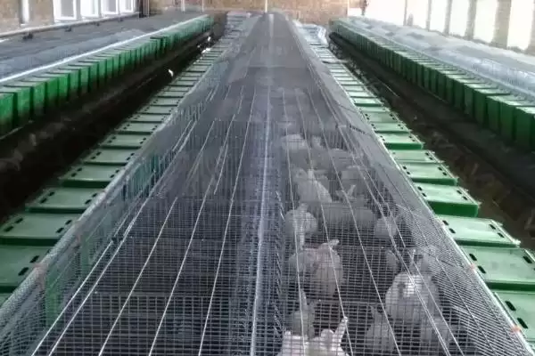 了解养兔国家补贴的方法和重点？了解养兔国家补贴要做好哪些细节？插图2