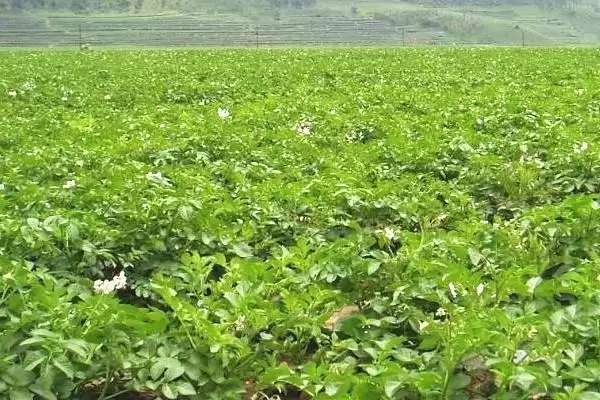 马铃薯的追肥时间是什么时候 ,马铃薯幼苗期需追什么肥插图1