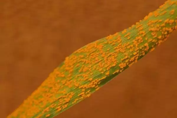 小麦叶锈病病因的要点和解读？了解小麦叶锈病需关注哪些关键信息？插图1