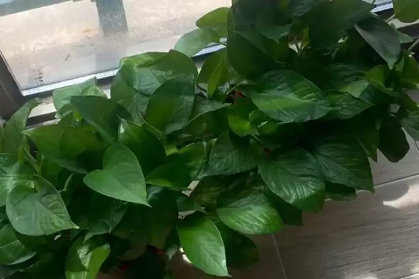 绿萝可以用啤酒浇灌吗 ,绿萝用啤酒浇灌要注意什么插图2 绿萝可以用啤酒浇灌吗 ,绿萝用啤酒浇灌要注意什么插图2